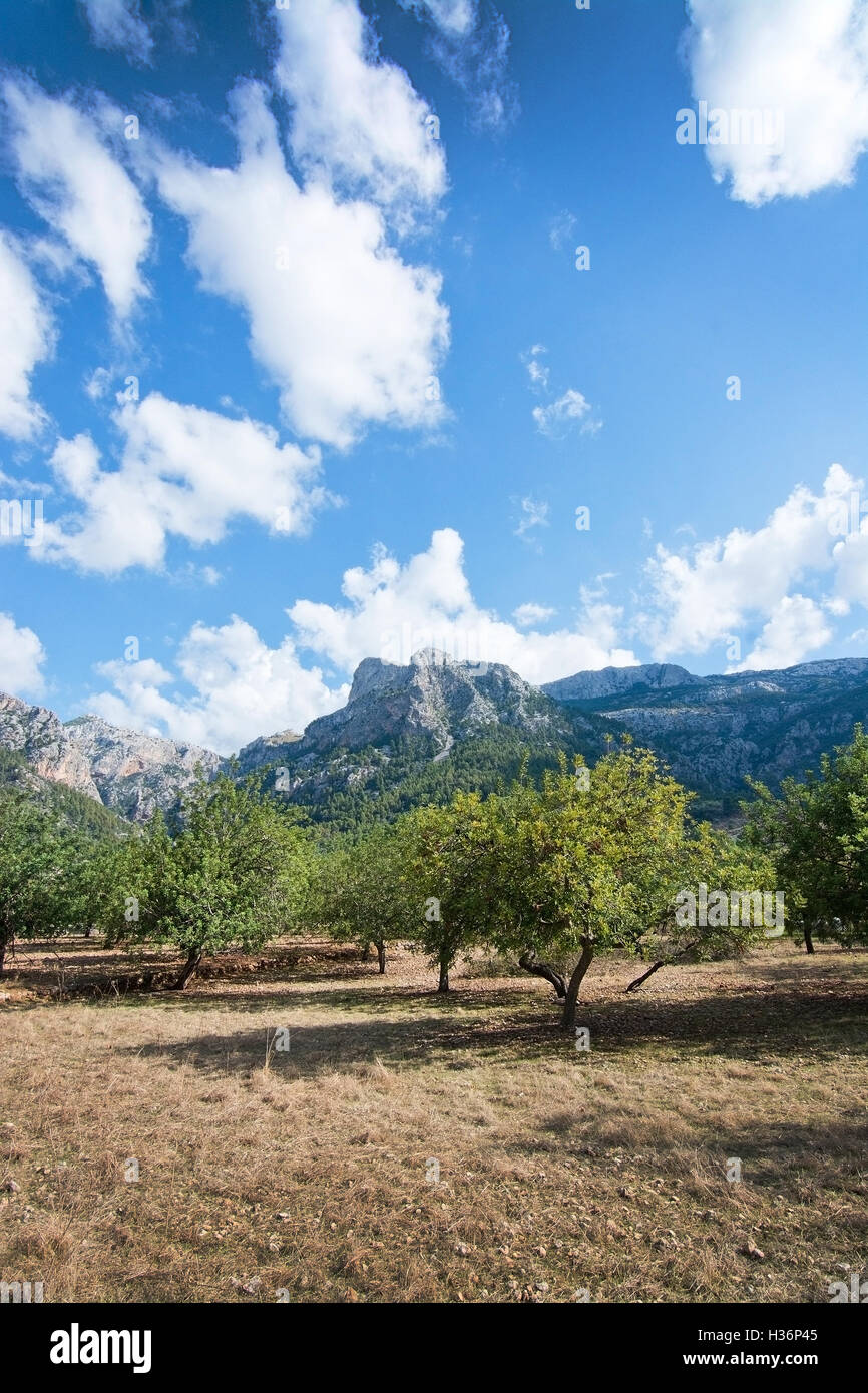 Autumn landscape with almond trees and mountains in Fornalutx, Mallorca, Balearic islands, Spain. Stock Photo
