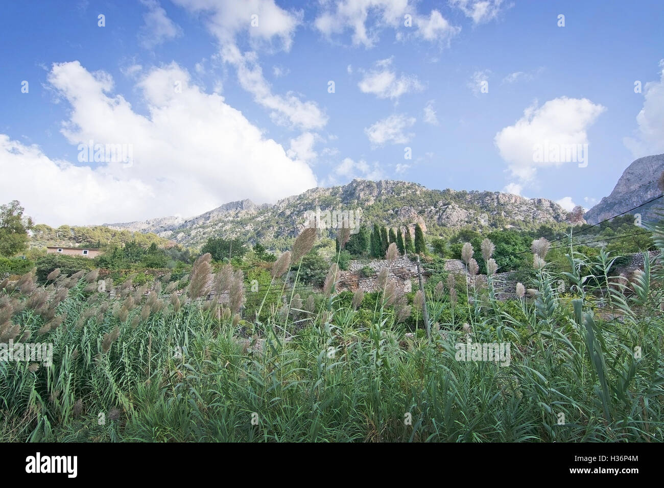 Autumn landscape with green reeds and mountains in Fornalutx, Mallorca, Balearic islands, Spain. Stock Photo