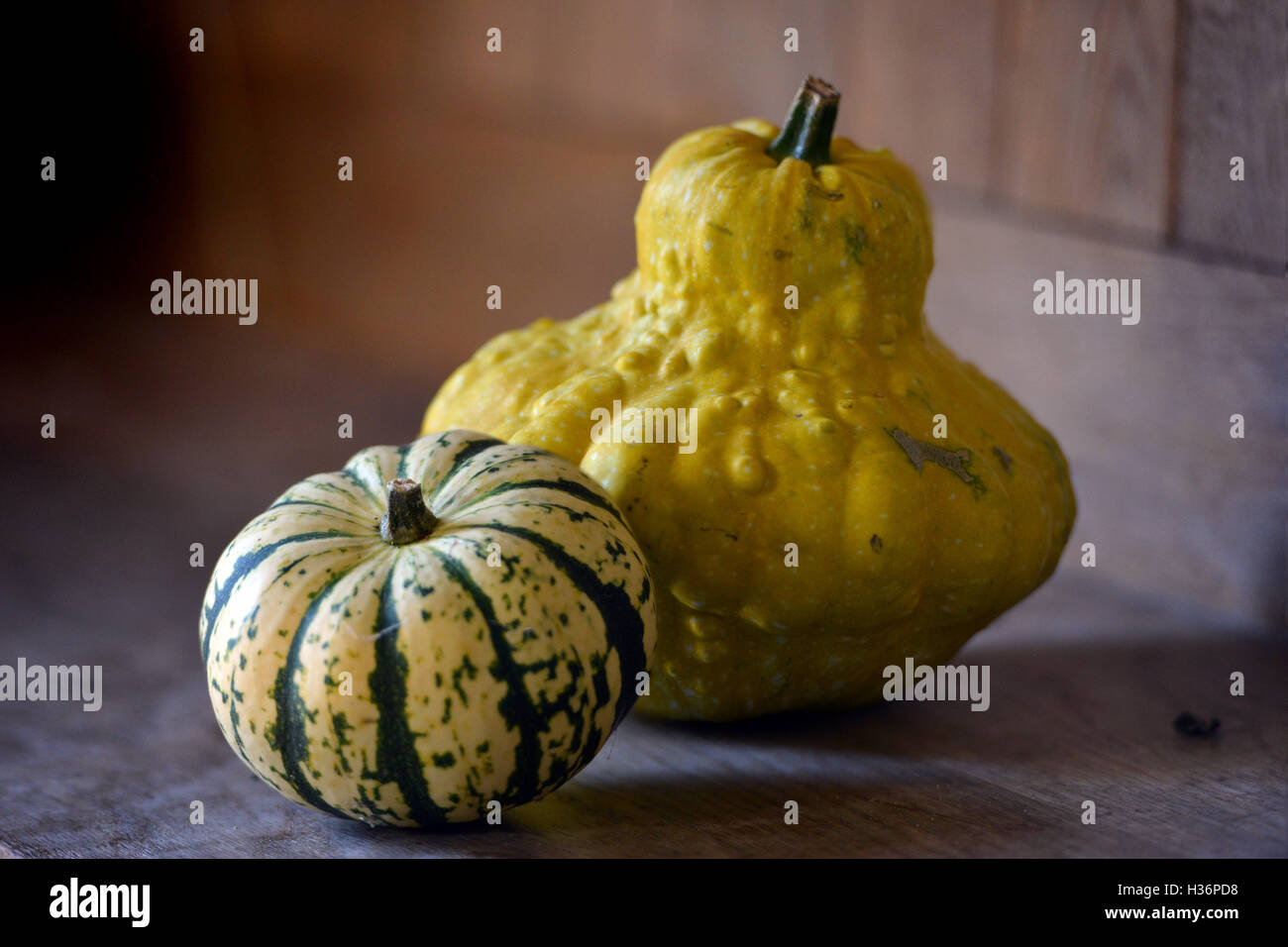 Autumn squashes Stock Photo