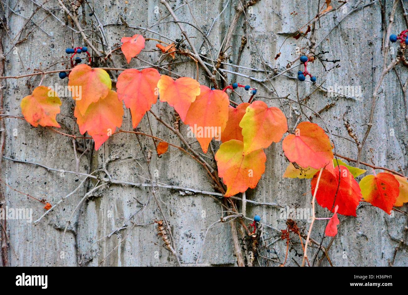 Beautiful colorful autumn leaves on a sunny day in the park Stock Photo ...