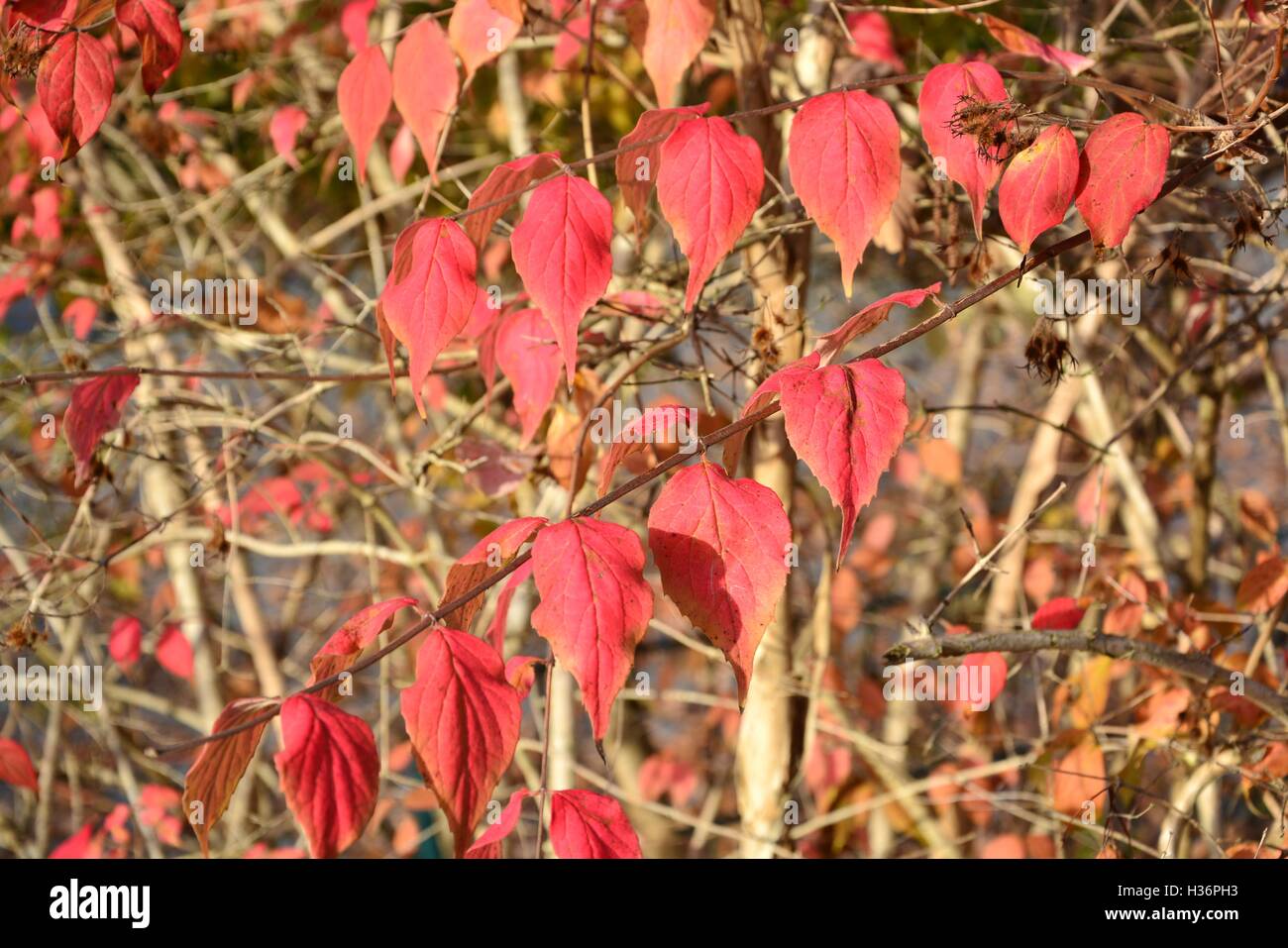 Beautiful colorful autumn leaves on a sunny day in the park Stock Photo ...