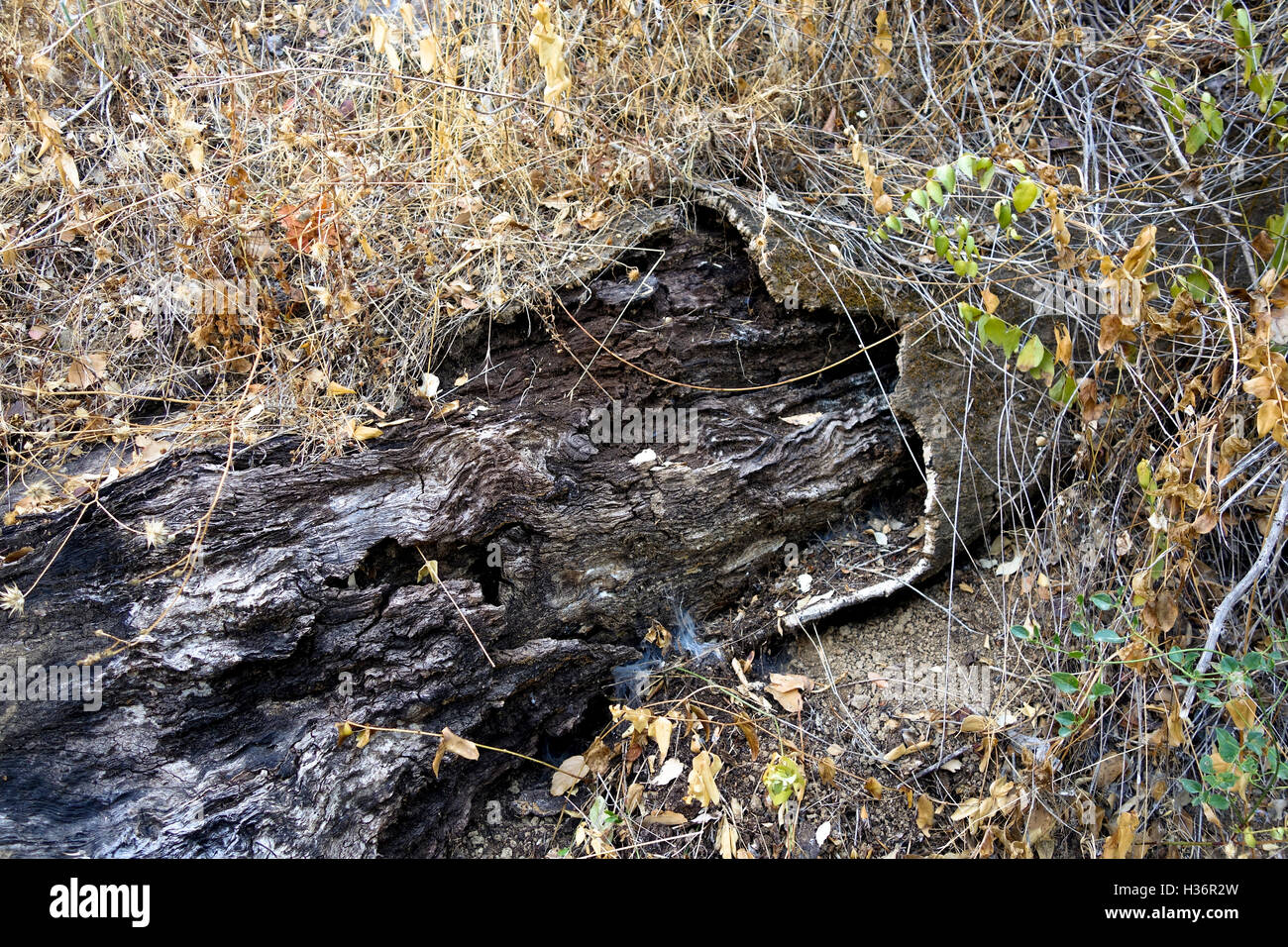Burned Dead Cork oak trunk in on forest floor Stock Photo Alamy