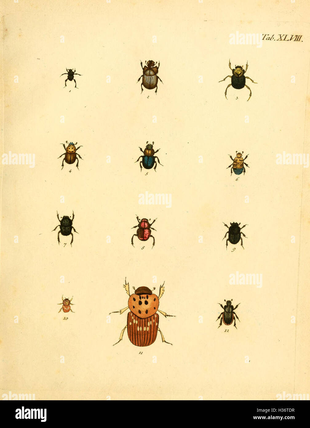 Abbildungen zu Karl Illiger's Uebersetzung von Olivier's Entomologie, oder, Naturgeschichte der Insecten (Tab. XLVIII) BHL127 Stock Photo
