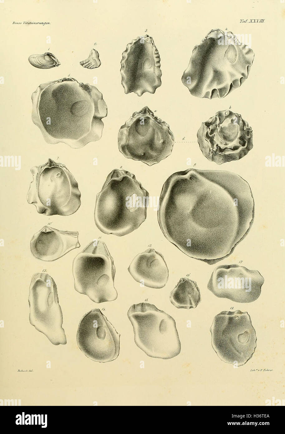 Die Versteinerungen der Böhmischen Kreideformation (Plate XXVIII) BHL311 Stock Photo