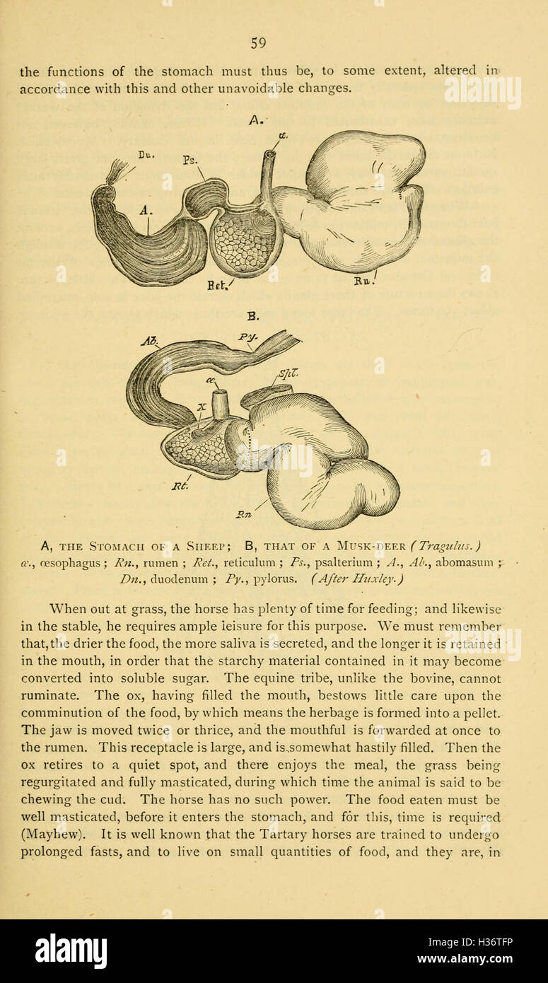 Diseases and disorders of the horse (Page 59) BHL236 Stock Photo