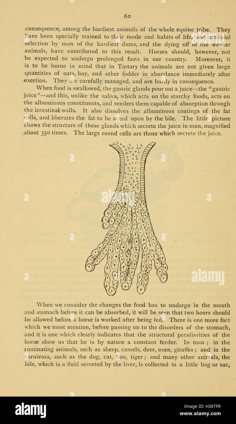 Diseases and disorders of the horse (Page 60) BHL236 Stock Photo