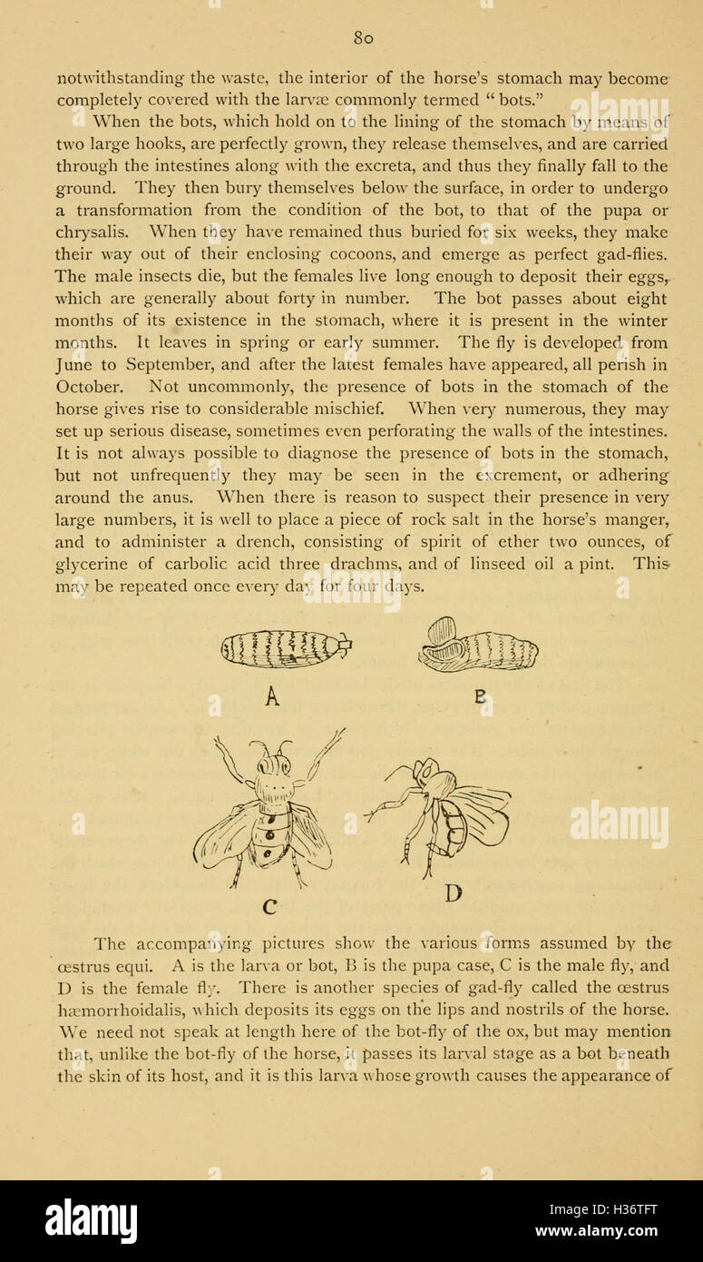 Diseases and disorders of the horse (Page 80) BHL236 Stock Photo