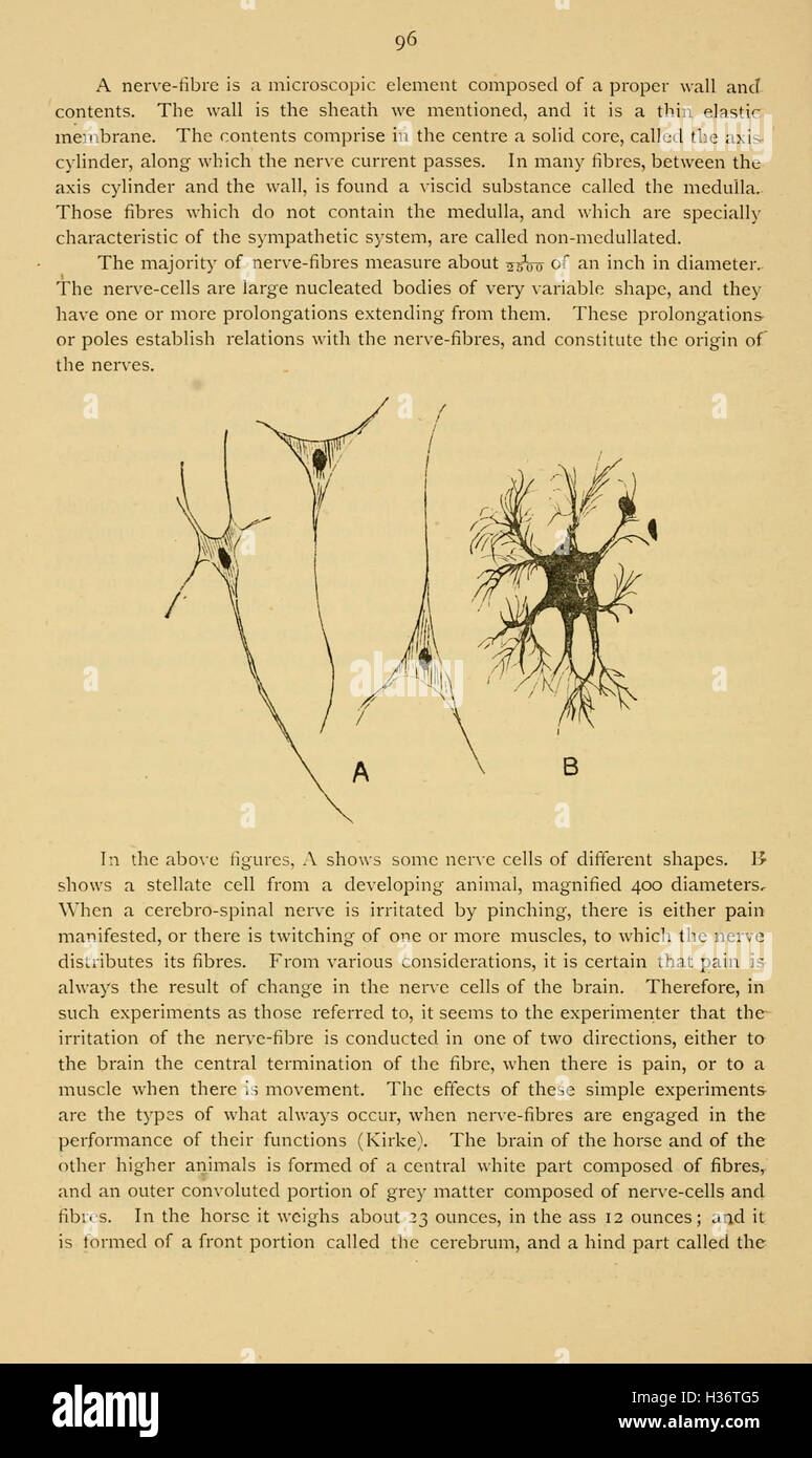 Diseases and disorders of the horse (Page 96) BHL236 Stock Photo