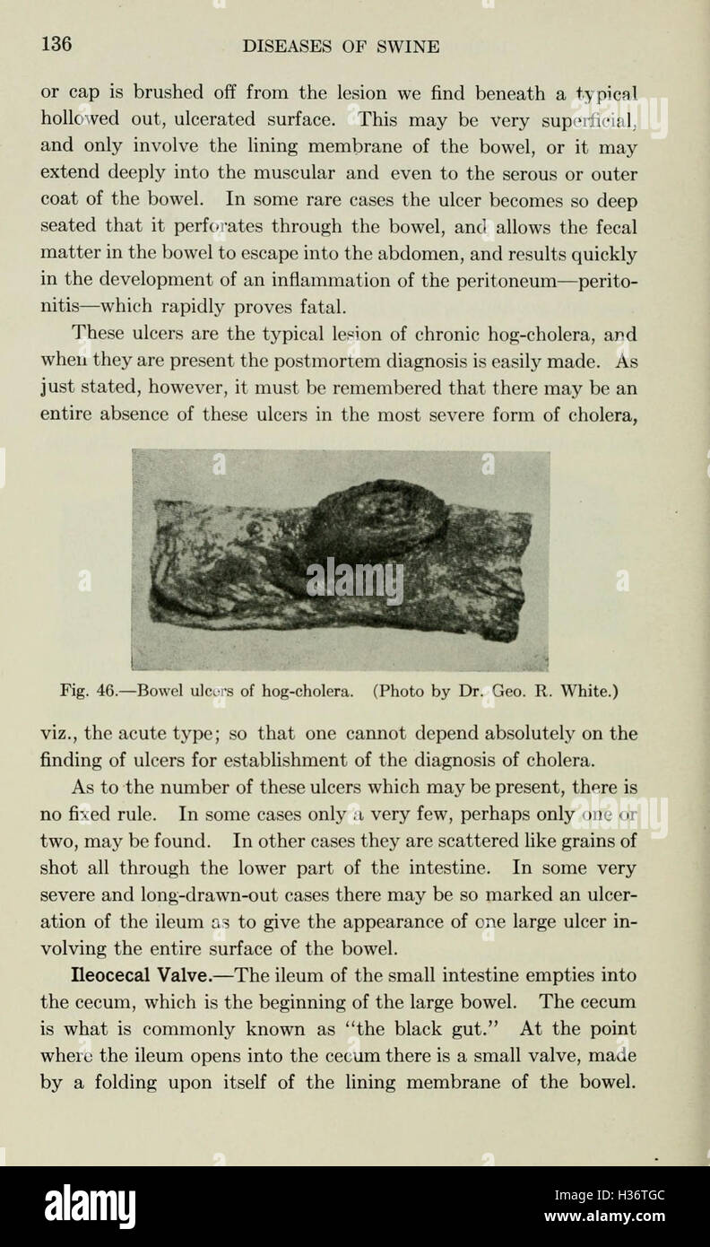 Diseases of swine (Page 136) BHL210 Stock Photo