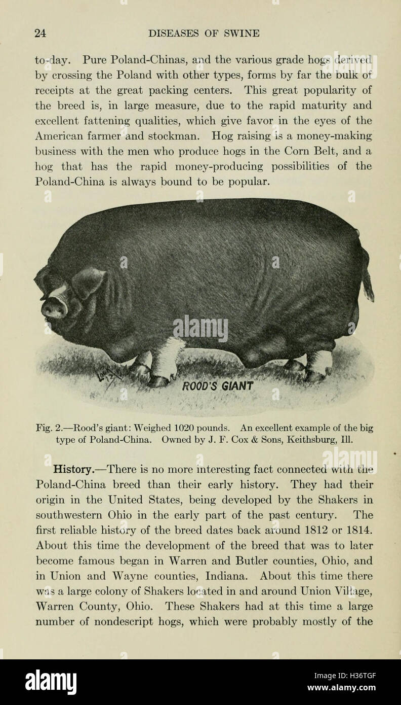 Diseases of swine (Page 24) BHL210 Stock Photo
