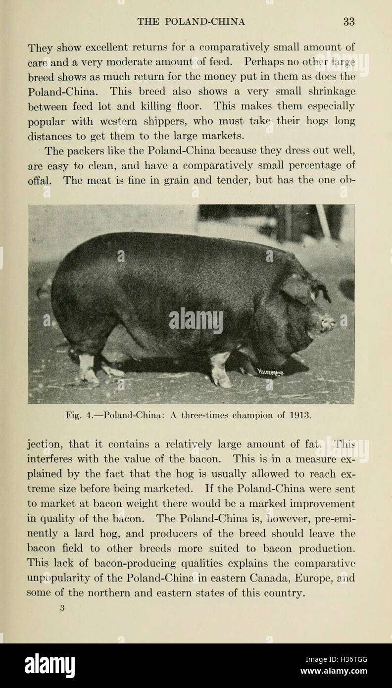 Diseases of swine (Page 33) BHL210 Stock Photo