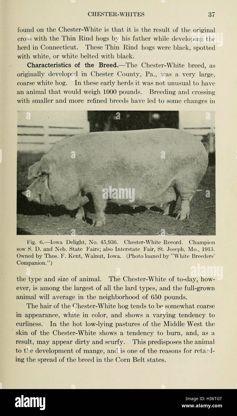 Diseases of swine (Page 37) BHL210 Stock Photo