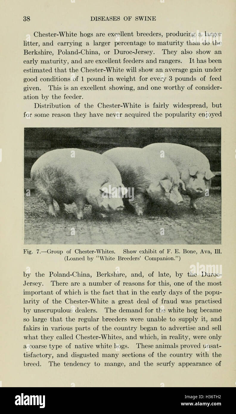 Diseases of swine (Page 38) BHL210 Stock Photo