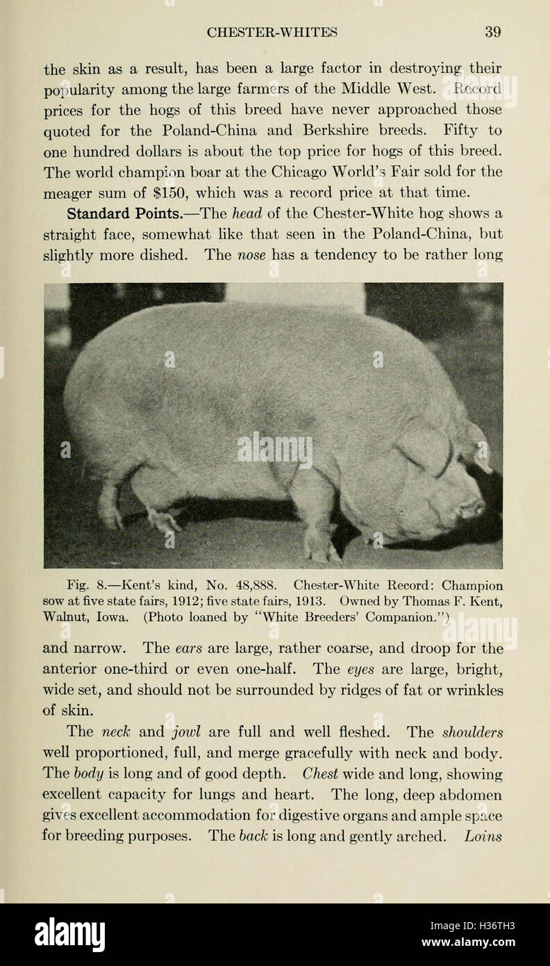 Diseases of swine (Page 39) BHL210 Stock Photo
