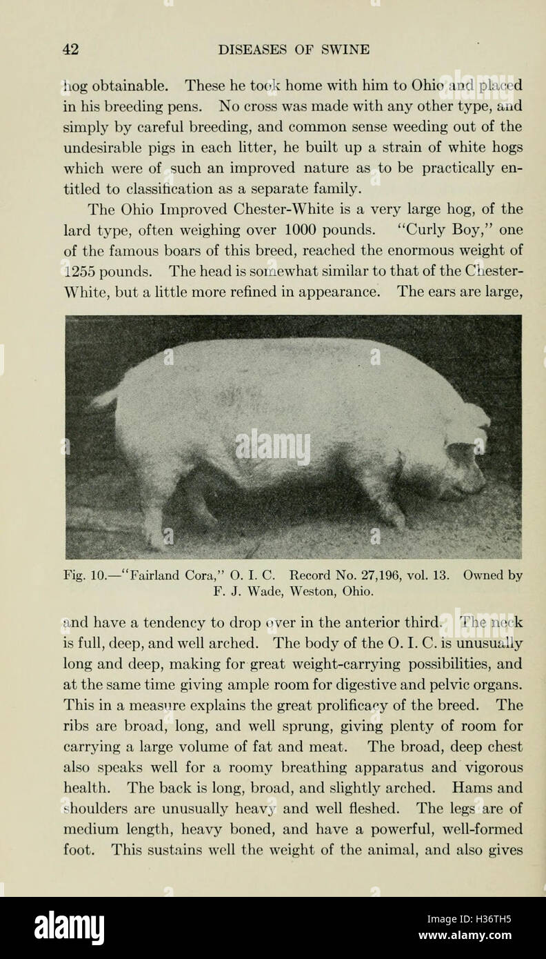 Diseases of swine (Page 42) BHL210 Stock Photo