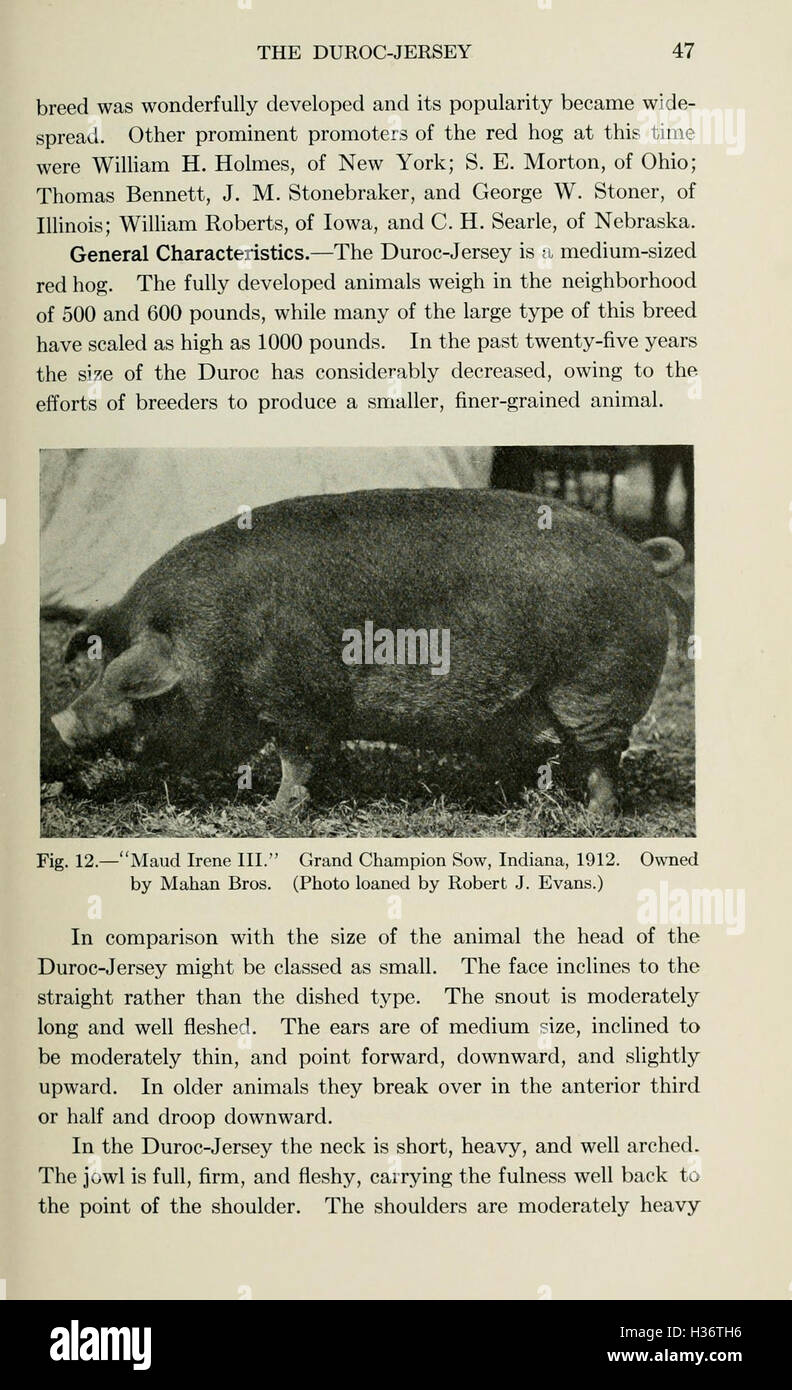 Diseases of swine (Page 47) BHL210 Stock Photo