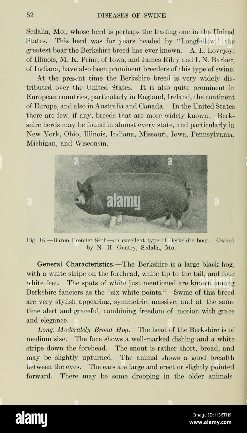 Diseases of swine (Page 52) BHL210 Stock Photo