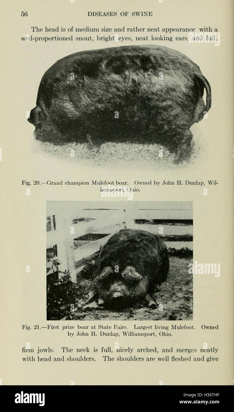 Diseases of swine (Page 56) BHL210 Stock Photo
