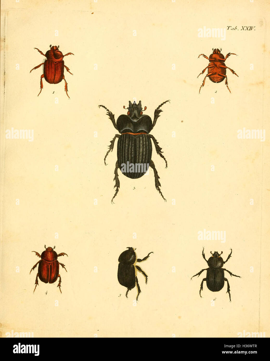 'Abbildungen zu Karl Illiger's Uebersetzung von Olivier's Entomologie ...