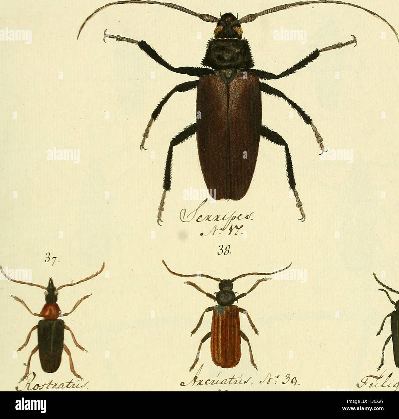 Specific family of insects hi-res stock photography and images - Alamy