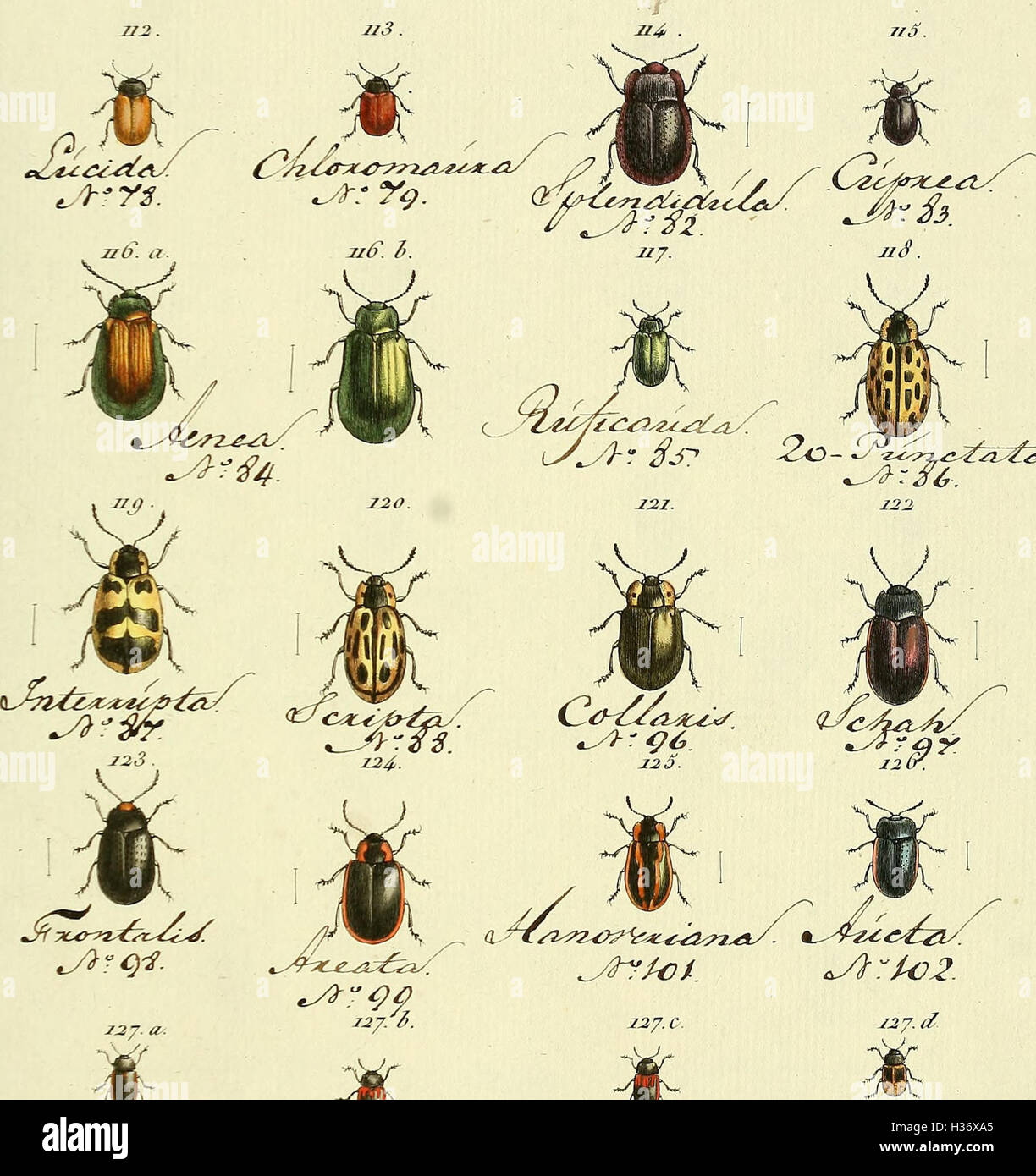 Genus Insect Characteristic This 1789 work on entomology offers a detailed account of insect ...