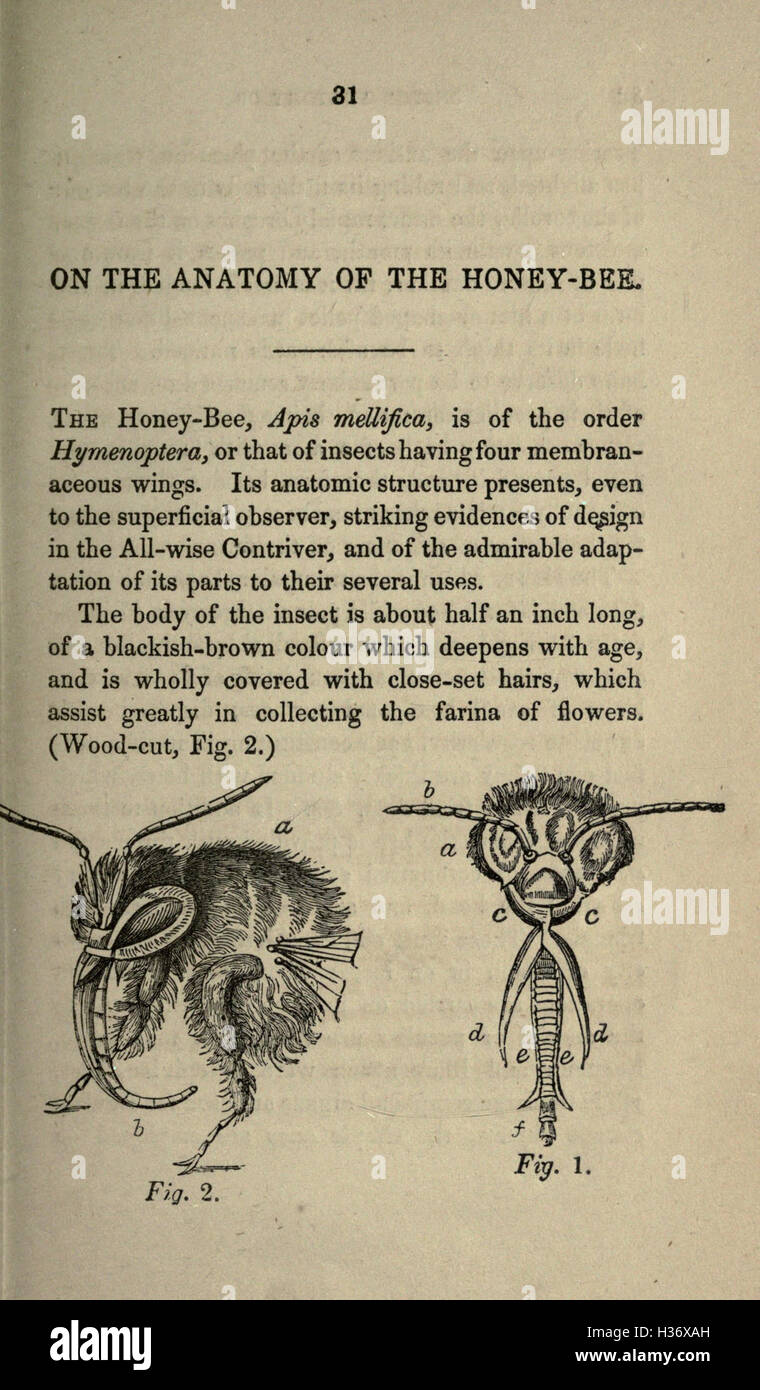 Insects study hi-res stock photography and images - Alamy