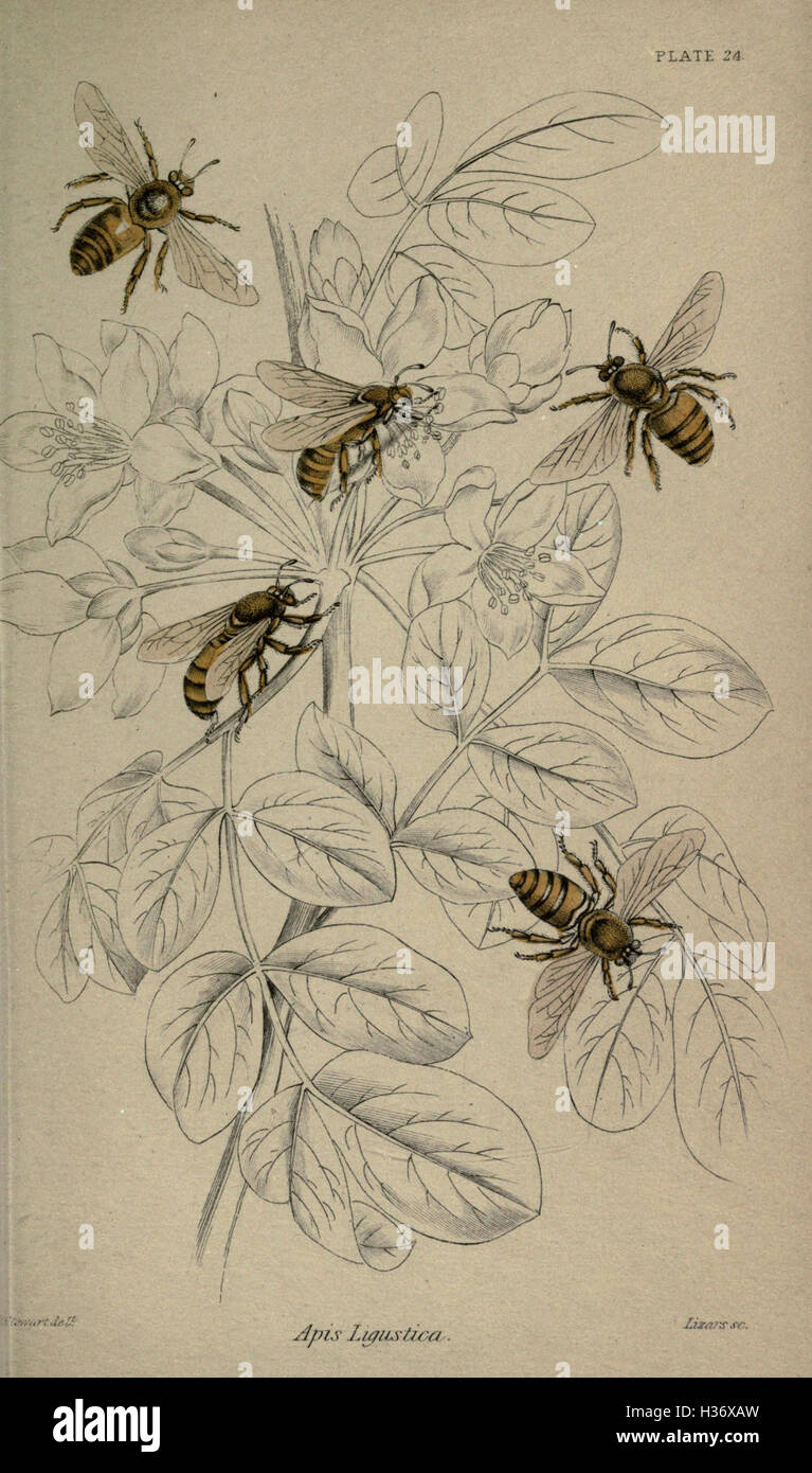This work provides an overview of the field of entomology, focusing on ...