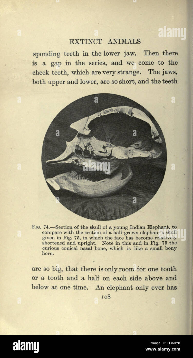 This work focuses on extinct animal species, examining their biology ...