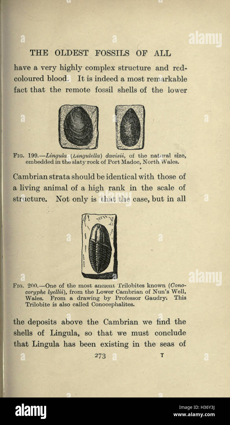 This page provides an overview of extinct animals, including their ...