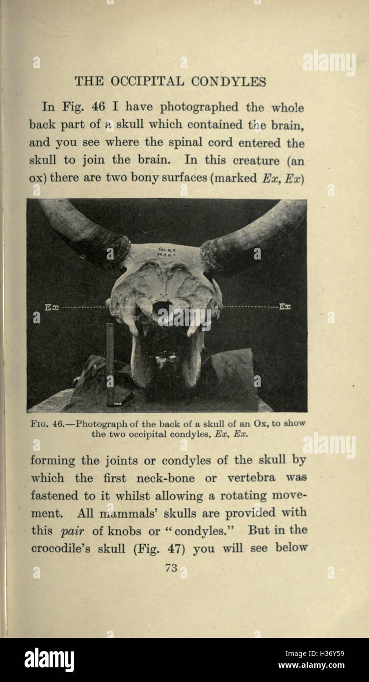 A study of extinct animal species, focusing on their history ...