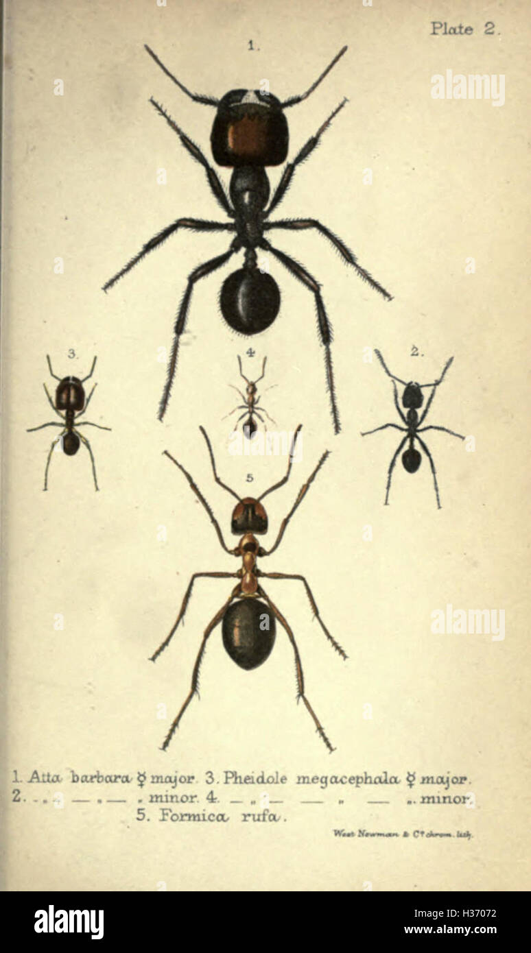 This work explores the biology, behavior, and ecological roles of ants ...