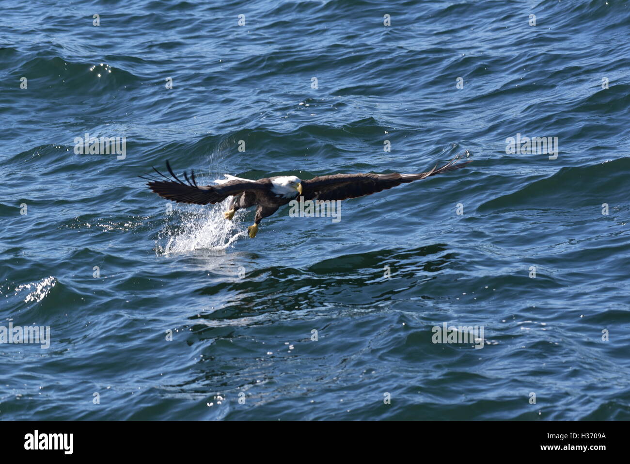 Eagle Fishing High Resolution Stock Photography and Images Alamy