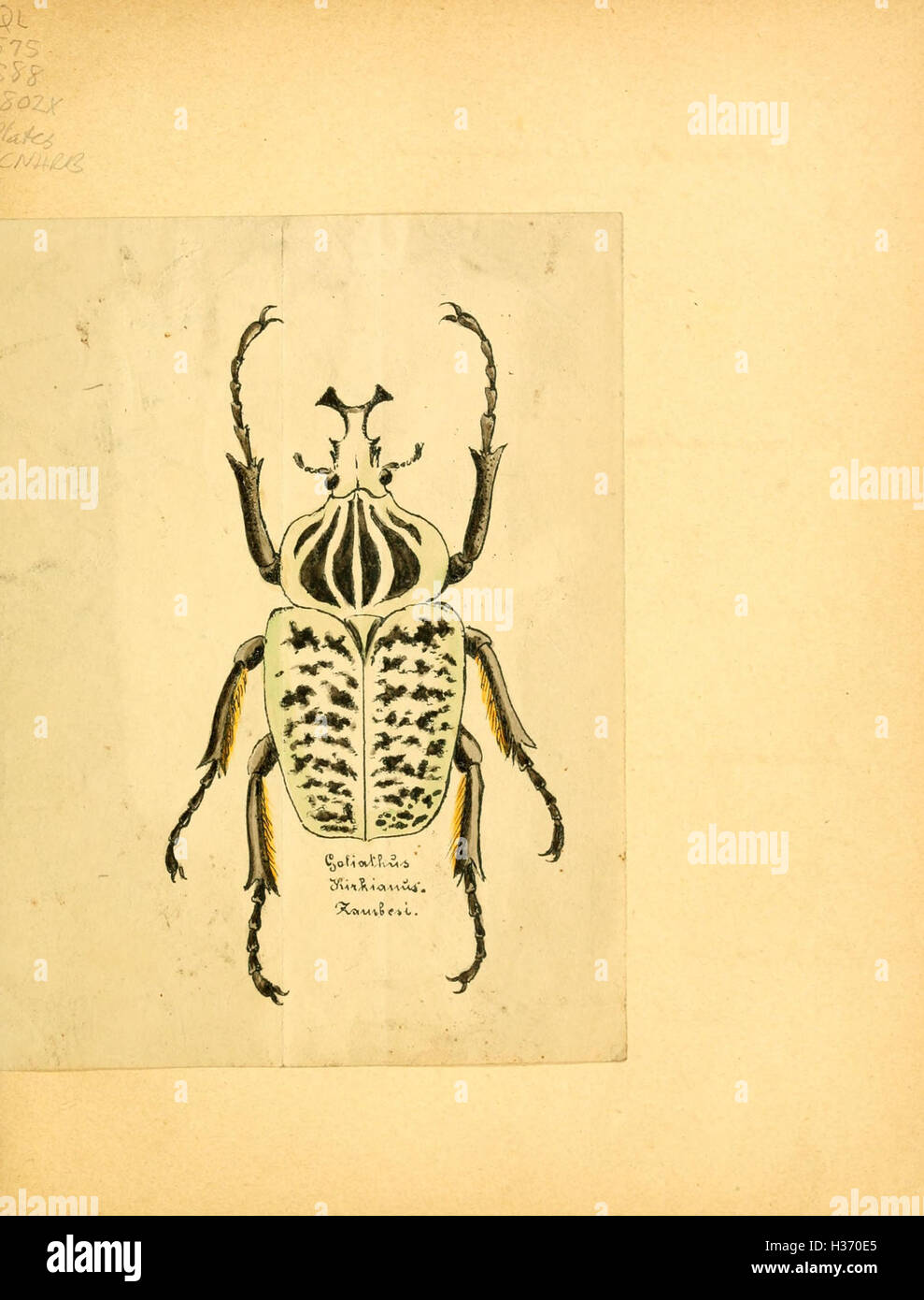 Karl Jordan Insect This document includes illustrations related to Karl Illiger’s ...