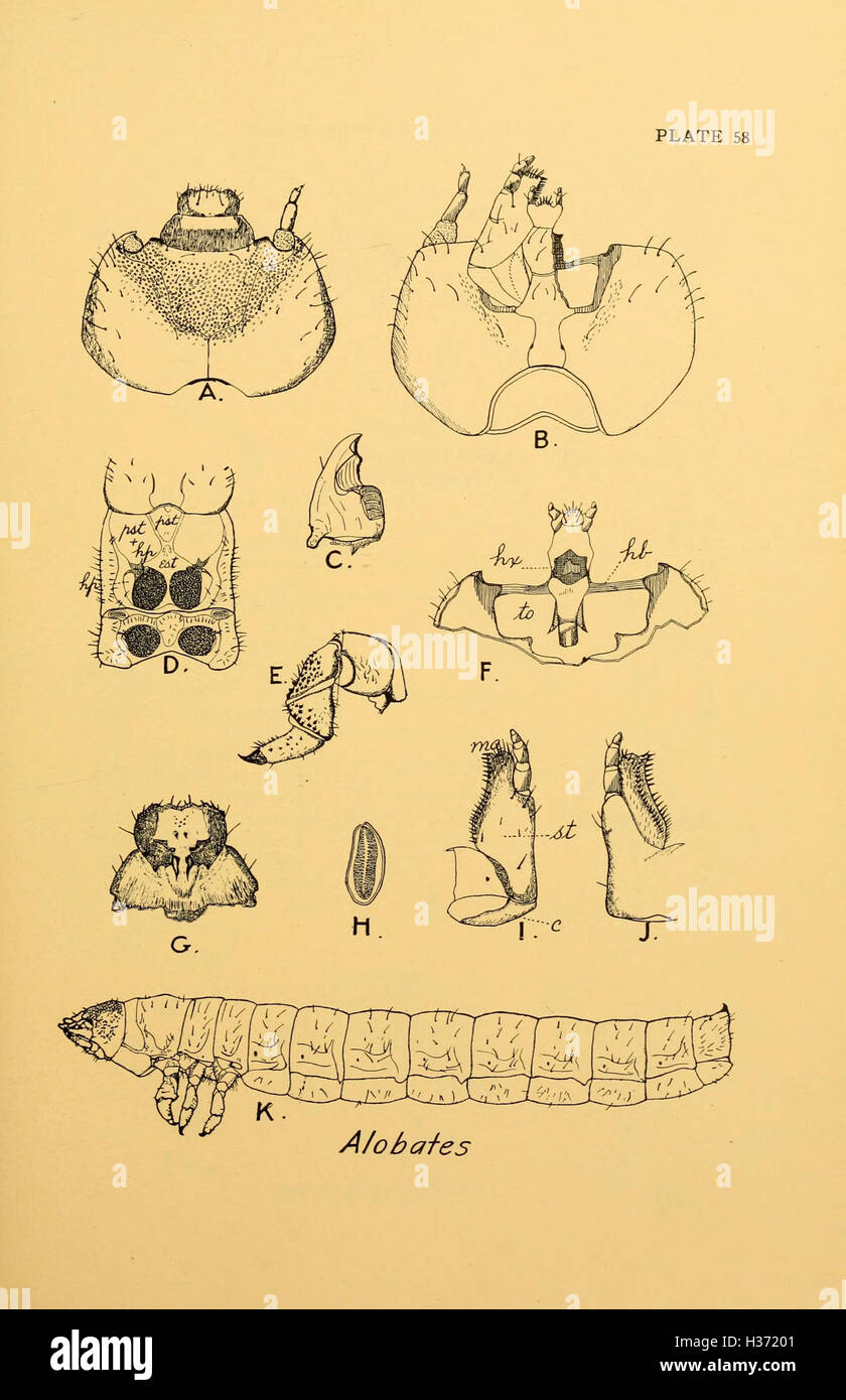 Animal Form Insects Forms of insect anatomy hi-res stock photography and images - Alamy