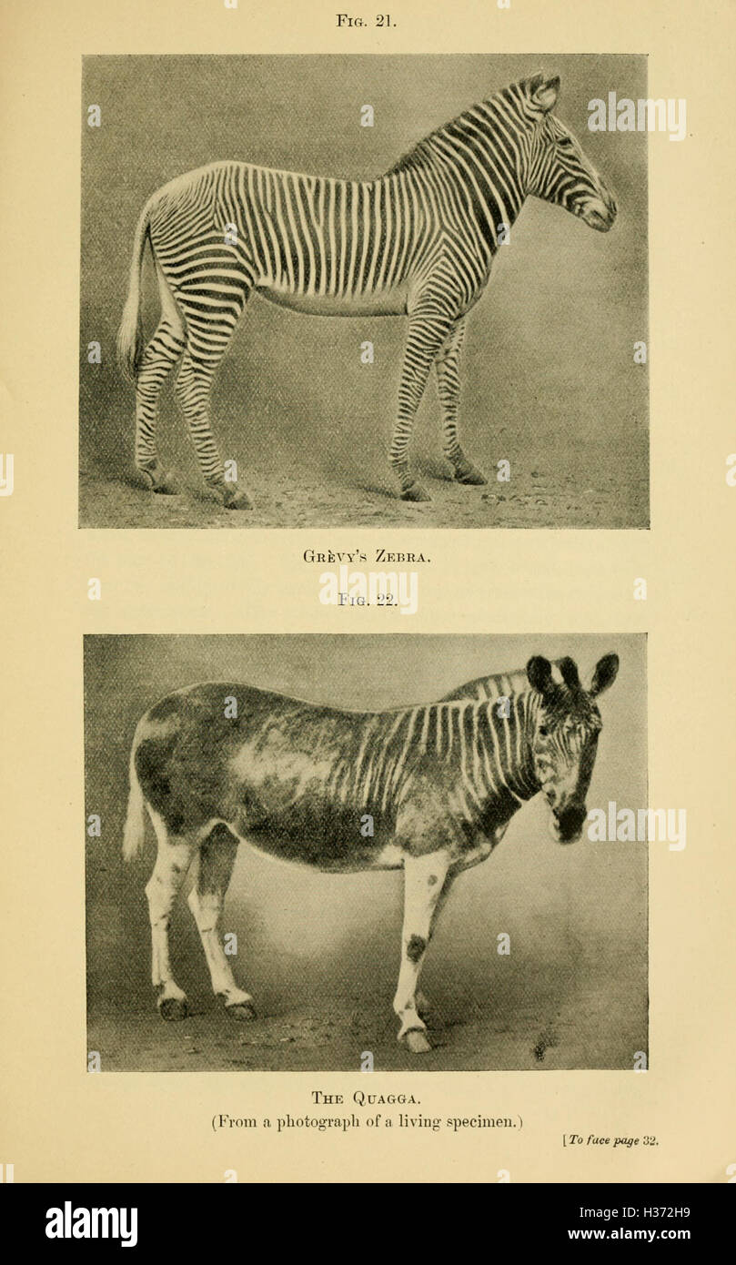 This guide provides an overview of the horse family (Equidae) specimens ...