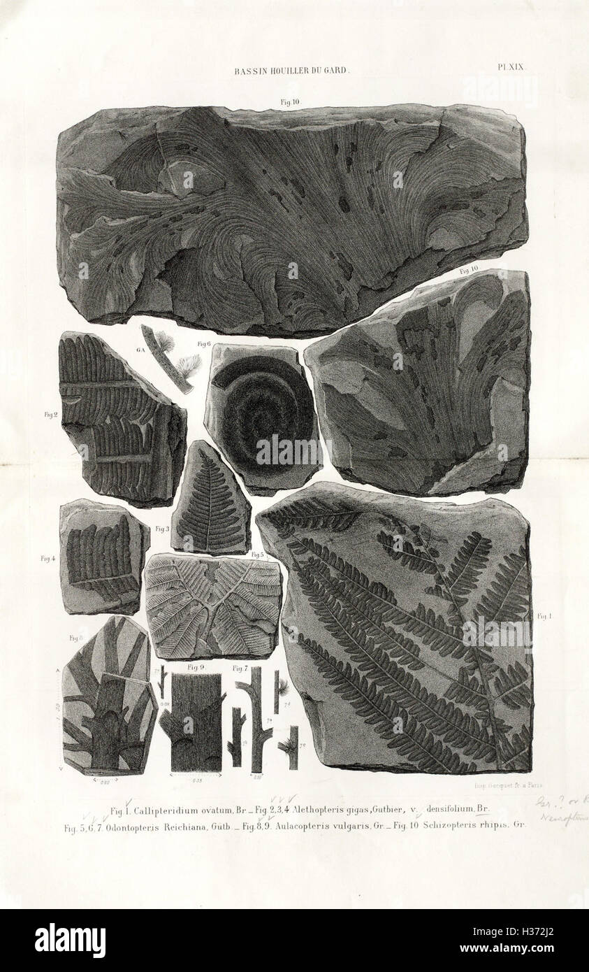Géologie et paléontologie du bassin houiller du Gard (Pl. XIX) BHL401 Stock Photo