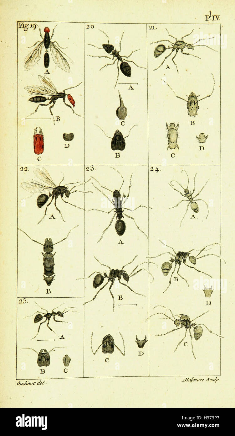 This work focuses on the natural history of ants, detailing their ...