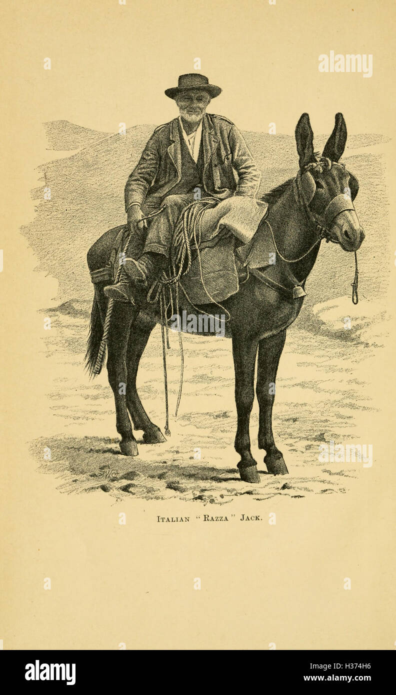 Horses, asses, zebras, mules and mule breeding BHL229 Stock Photo Alamy