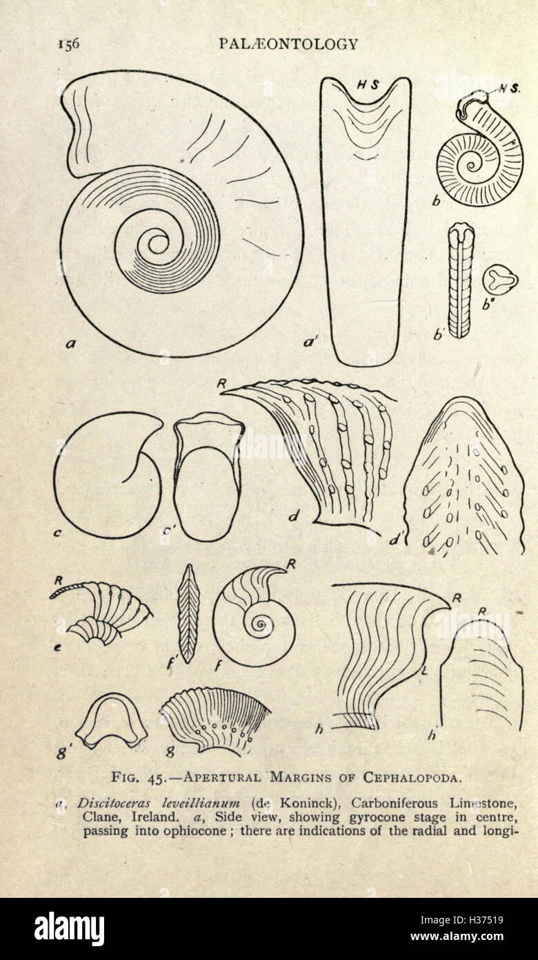 Paleontology introduction hi-res stock photography and images - Alamy