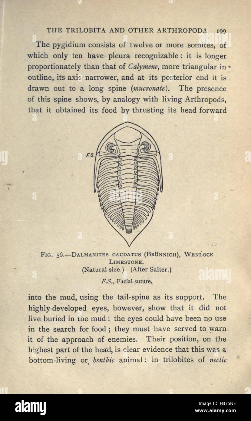 Paleontology basics hi-res stock photography and images - Alamy