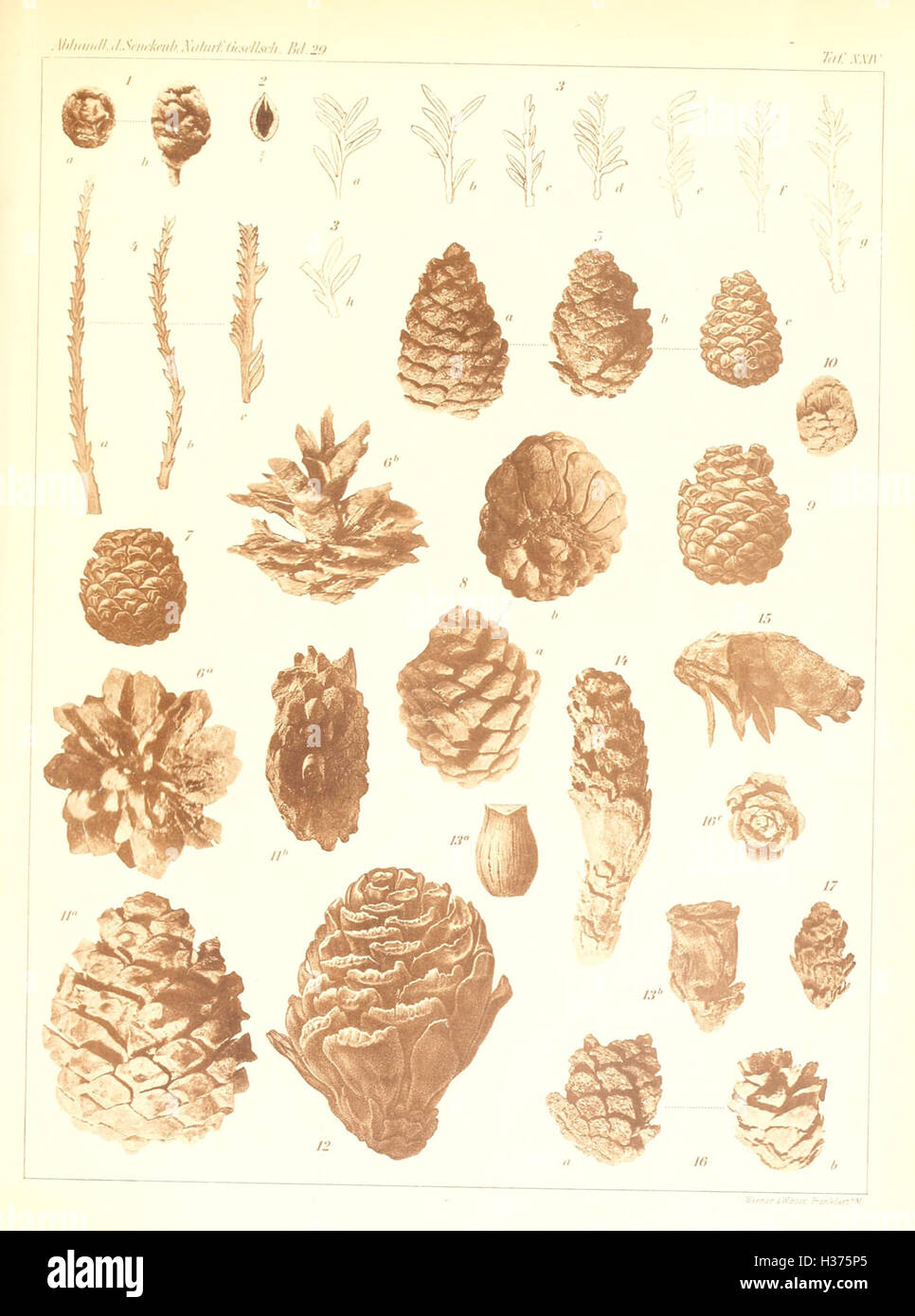 a-study-of-the-flora-and-fauna-from-the-upper-pliocene-era-in-the