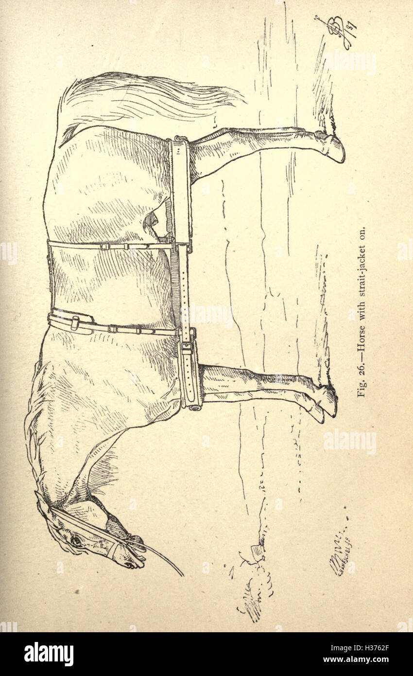 Livre : Breaking And Training The Stock Horse Par Charles Williamson - Édition 1950