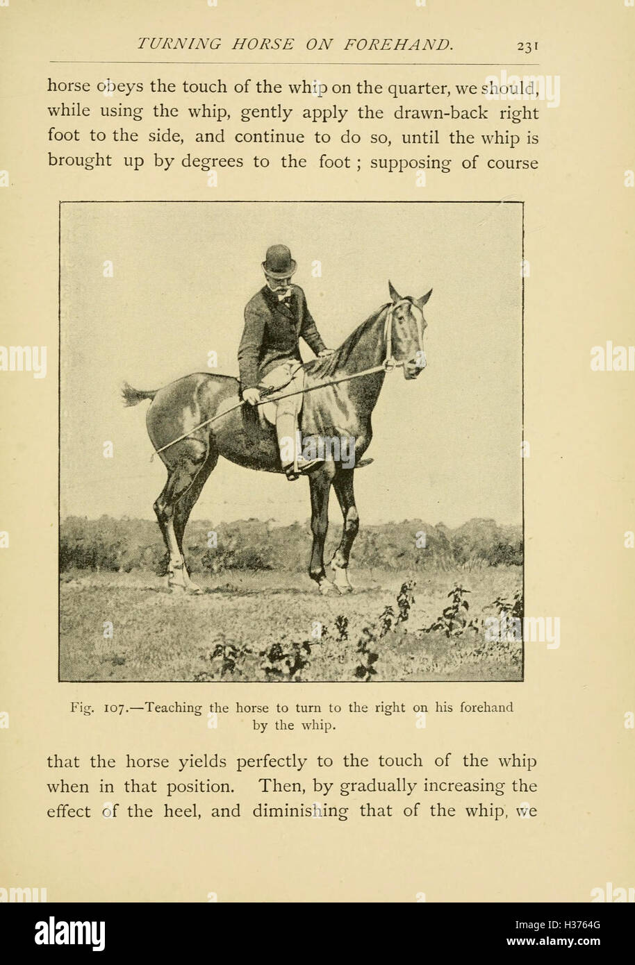 Illustrated horse breaking (Page 231) BHL220 Stock Photo Alamy