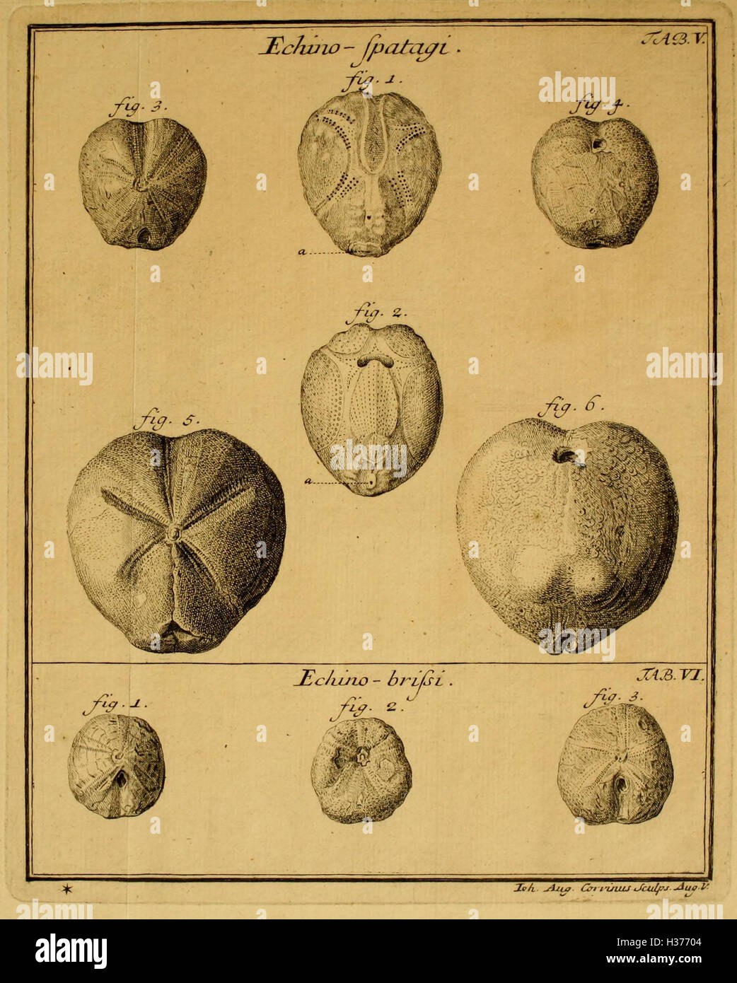 Ioannis Philippi Breynii, M.D. Academ. Imperial. Nat. Curios (Plates V-VI) BHL96 Stock Photo