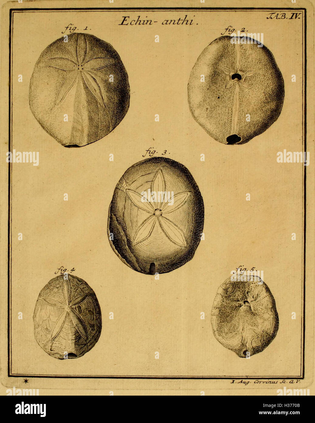 Ioannis Philippi Breynii, M.D. Academ. Imperial. Nat. Curios (Plate IV) BHL96 Stock Photo