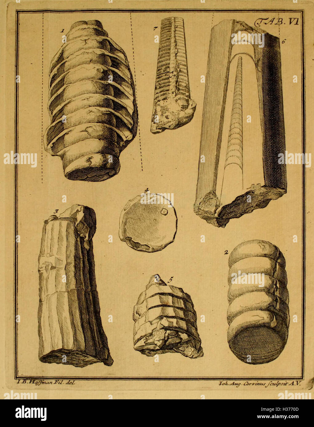 Ioannis Philippi Breynii, M.D. Academ. Imperial. Nat. Curios (Plate VI) BHL96 Stock Photo