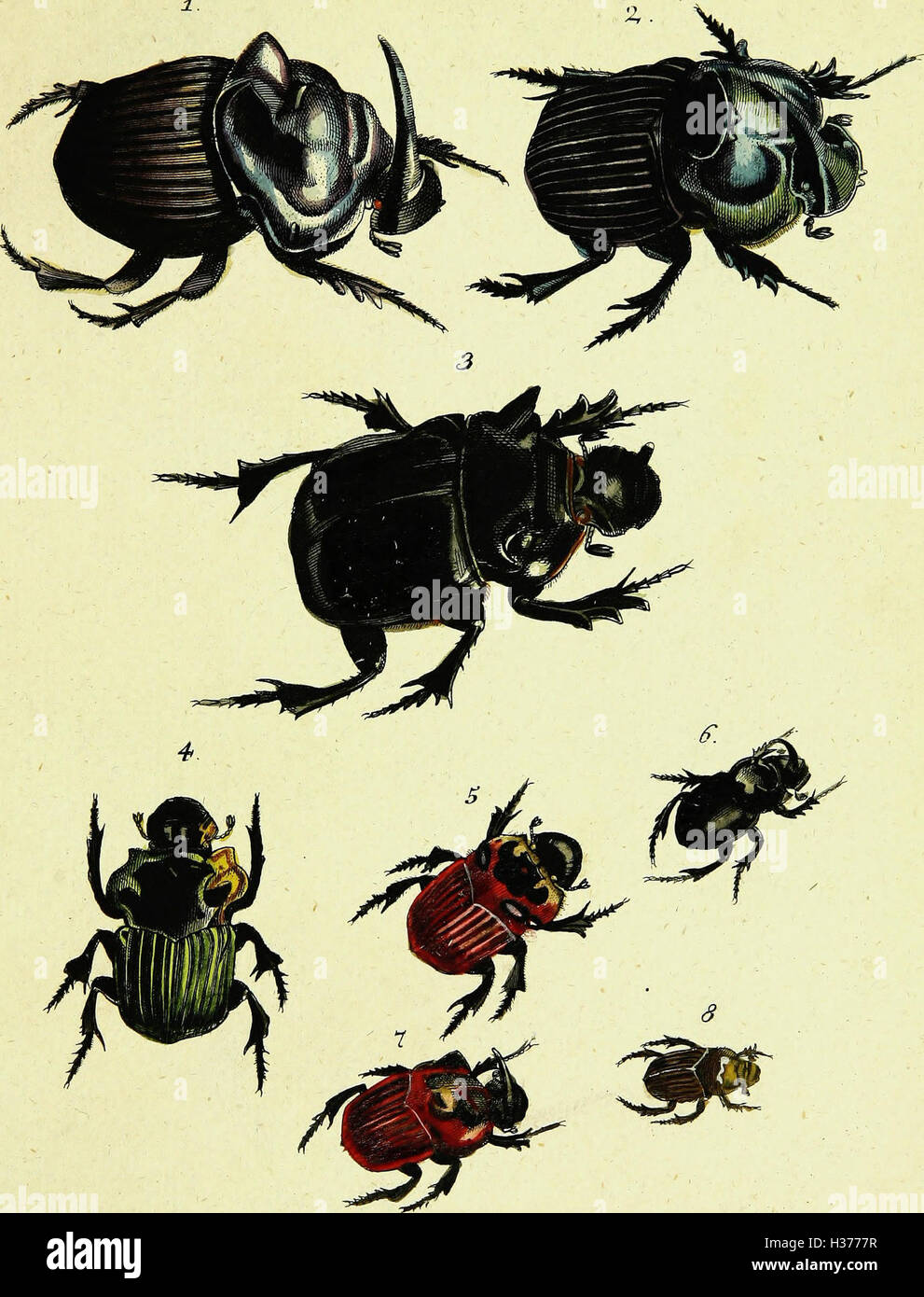 A translated work by Johann Euseb Voet detailing the descriptions and ...