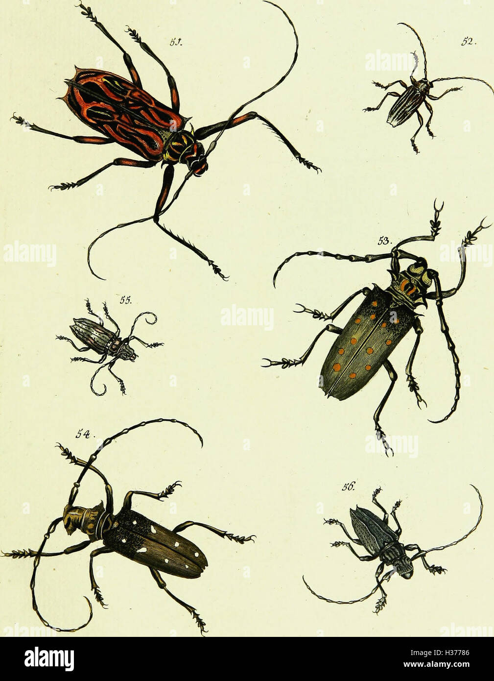 A work by Johann Euseb Voet detailing the descriptions and ...