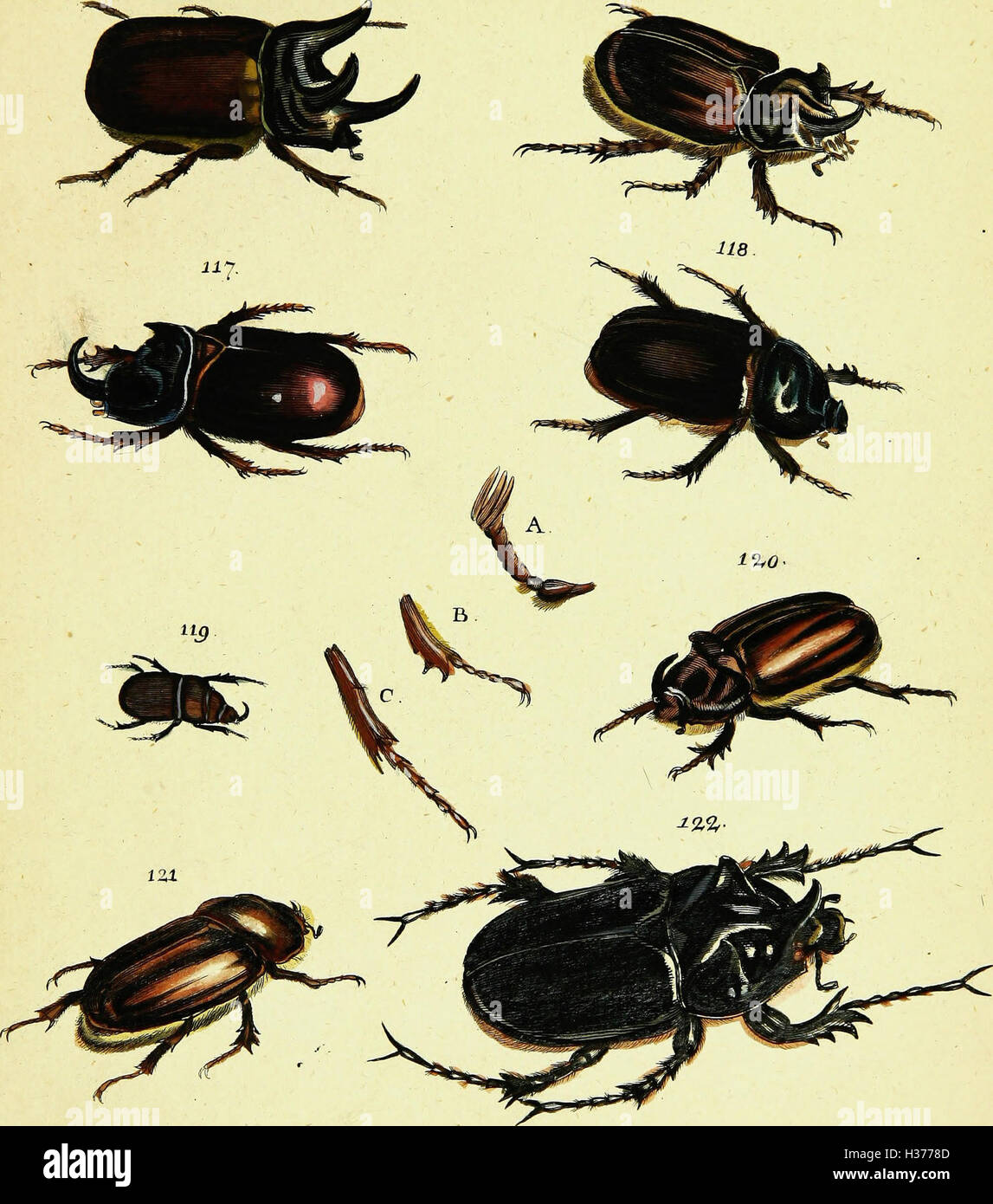 This work by Johann Euseb Voet provides descriptions and illustrations ...