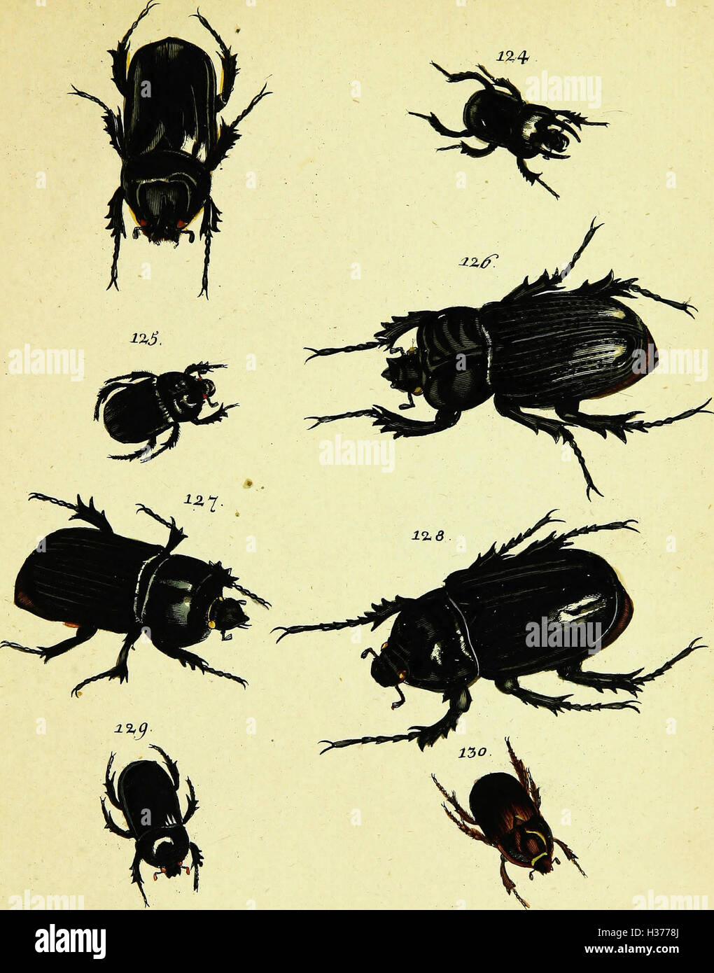 A detailed study and translation of Johann Eusebius Voet’s work on hard ...